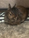 Cute brown bunny rabbit with nice long hair