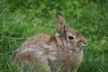 Cute brown bunny sitting in the green grass.