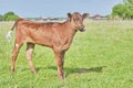 A cute brown calf grazing in a meadow Royalty Free Stock Photo