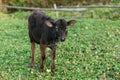 Cute brown calf standing with chain and looking on background of green summer field. Baby cow grazing near meadow, countryside Royalty Free Stock Photo