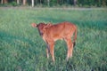 A cute brown calf standing on the green grass on in the field Royalty Free Stock Photo