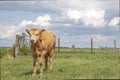 Cute brown calf walks forward in a meadow with a fence in the background and a blue cloudy sky and the horizon Royalty Free Stock Photo