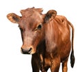 Cute brown calf on white background. Animal husbandry Royalty Free Stock Photo
