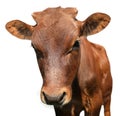 Cute brown calf on white background, closeup view. Animal husbandry Royalty Free Stock Photo