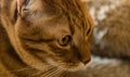 Cute brown cat face closeup view Royalty Free Stock Photo