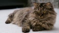 Cute brown cat on a light background