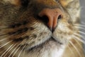 Cute brown cat nose with a black dot in the middle close up