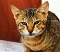 Cute brown cat in Oman. Angry animal face