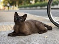 Cute brown cat in the park Royalty Free Stock Photo