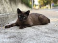 Cute brown cat in the park Royalty Free Stock Photo