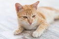cute cat thai Royalty Free Stock Photo