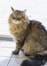 Cute brown cat at the window, siberian purebred female with long hair Royalty Free Stock Photo