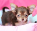 Cute brown chihuahua