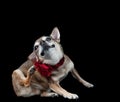 Cute brown Chihuahua dog with holiday Christmas collar isolated on black scratching his ear