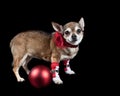 Cute brown Chihuahua dog with holiday collar isolated on black next to red Christmas ornament