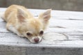 Cute brown Chihuahua dog