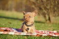 Cute brown Chihuahua Puppy sitting in the park on a green grass Royalty Free Stock Photo