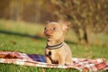Cute brown Chihuahua Puppy sitting in the park on a green grass Royalty Free Stock Photo