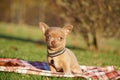 Cute brown Chihuahua Puppy sitting in the park on a green grass Royalty Free Stock Photo