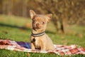 Cute brown Chihuahua Puppy sitting in the park on a green grass Royalty Free Stock Photo