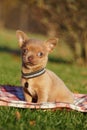 Cute brown Chihuahua Puppy sitting in the park on a green grass Royalty Free Stock Photo