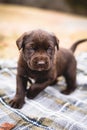 Cute Brown Chocolate Lab Puppy with Blue Eyes Royalty Free Stock Photo