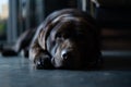 Cute Brown Chocolate Labrador Dog Royalty Free Stock Photo