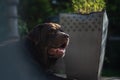 Cute Brown Chocolate Labrador Dog Royalty Free Stock Photo