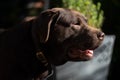 Cute Brown Chocolate Labrador Dog Royalty Free Stock Photo