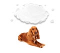 Cute cocker spaniel with cloud Royalty Free Stock Photo