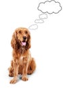 Cute brown cocker spaniel with cloud above her head Royalty Free Stock Photo