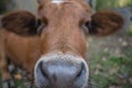 Brown cow lies on the grass in the village Royalty Free Stock Photo