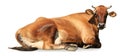 Cute brown cow lying on white background, banner design. Animal husbandry Royalty Free Stock Photo