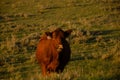 Cute brown cow standing on the grass in the field