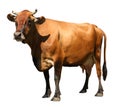 Cute brown cow on white background. Animal husbandry Royalty Free Stock Photo