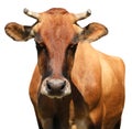 Cute brown cow on white background, closeup view. Animal husbandry Royalty Free Stock Photo