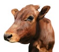 Cute brown cow on white background, closeup view. Animal husbandry Royalty Free Stock Photo