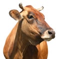 Cute brown cow on white background, closeup view. Animal husbandry Royalty Free Stock Photo