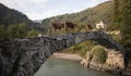 Brown cows walking on bridge road in the Georgian village Royalty Free Stock Photo