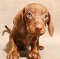 Cute brown dachshund puppy