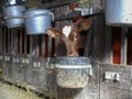 Cute brown dairy calf, weaner, eating,  looks through the bars of the stable, bucket Royalty Free Stock Photo