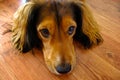 Cute brown dog with big brown eyes