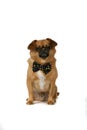 Cute brown dog with black bow tie