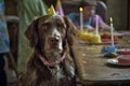 Cute brown dog celebrating birthday with cake and candles in the background.