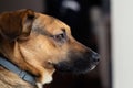 Cute brown dog close-up. Side view, small mongrel