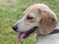 Cute brown dog,downcast eyes. Royalty Free Stock Photo