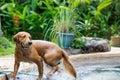 Cute brown dog getting a tennis ball out of the pool in a garden Royalty Free Stock Photo