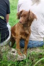 Cute brown dog on the grass in park with his owners