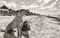 Cute brown dog guarding bag on the beach Holbox Mexico