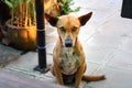 Cute brown dog looking at camera Royalty Free Stock Photo
